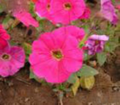 Petunia Hybrida Extract 